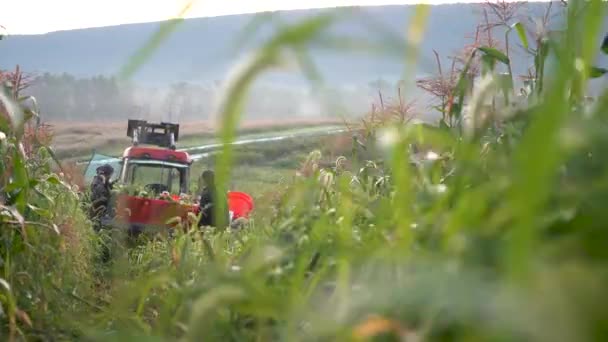 Kamera Boom Nahoru Odhalit Traktor Muži Nakládající Kukuřici Ploché Lůžko — Stock video