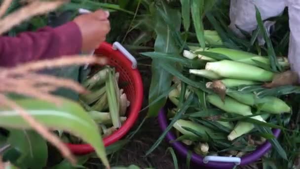 Detailní Záběr Farmářů Jak Dávají Kukuřici Košíku Nakládají Přívěs — Stock video