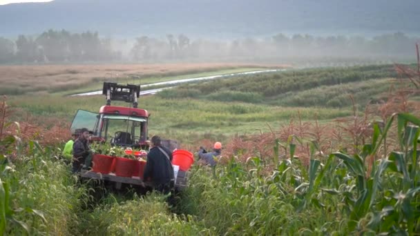 Мужчины Устраивают Кукурузу Плоскогорье Кукурузном Поле — стоковое видео
