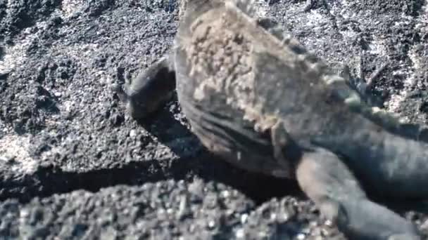 Esta Uma Alta Qualidade Uma Iguana Marinha Andando Ligeiramente Gaguejando — Vídeo de Stock