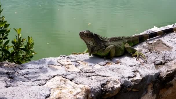 トロピカルガーデンでリラックスした日光浴を楽しむ緑の鱗のイグアナトカゲ — ストック動画