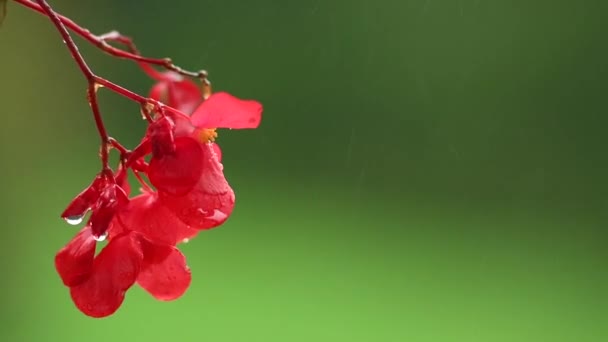 红色凤仙花花在绿色背景在雨 红色阳台花 背景焦点 雨滴下落在花瓣和飞溅到处 — 图库视频影像