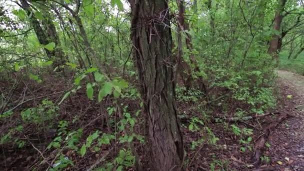 Caminando Por Bosque Sendero Tiro Con Arco — Vídeo de stock