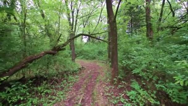 Enjoying Trail Walk — Stock Video