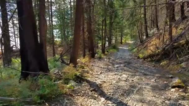 Yanmış Ağaçlarla Çevrili Yokuş Aşağı Inen Engebeli Patikadan Gidiyorum — Stok video