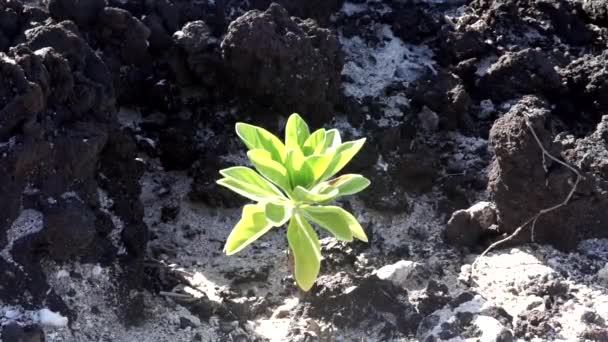 Původní Domorodý Naupaka Nebo Scaevola Hawaiian Plážová Rostlina Nachází Mnoha — Stock video
