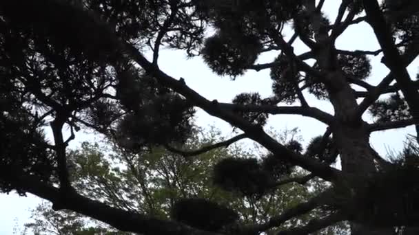 Árbol Oriental Japonés Jardín Japonés Planten Bloomen — Vídeo de stock