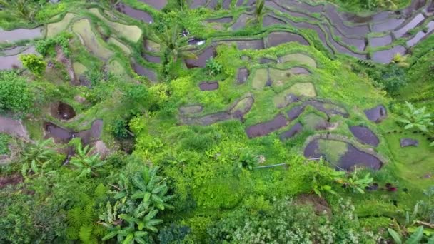 Imagens Drones Aéreos Vista Cima Para Baixo Terraços Arroz Stock — Vídeo de Stock