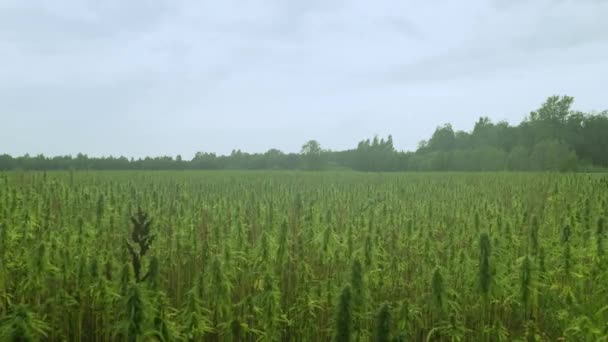 爱沙尼亚农场的大麻田 — 图库视频影像