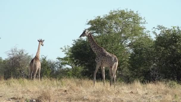 Giraffa Adulta Con Vitello Che Cammina Con Attenzione Nel Parco — Video Stock