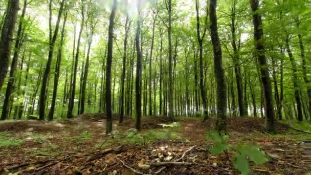Yerdeki Yapraklarla Skandinav Yeşil Ormanının Zamanı — Stok video