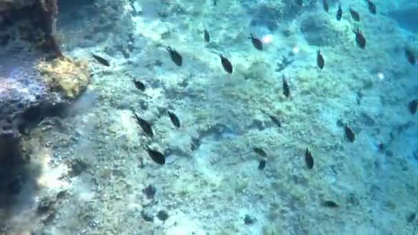 Tauchen Schönen Meer Unterwasserwelt Kroatien — Stockvideo