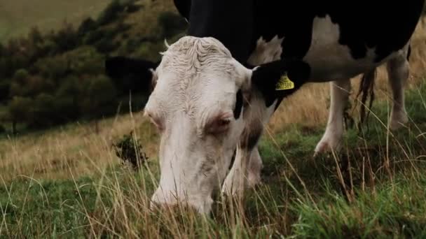 这头牛正在享用牧场的鲜草 — 图库视频影像