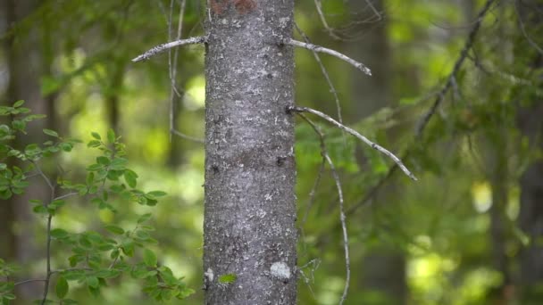 Pin Dans Une Forêt Dense — Video