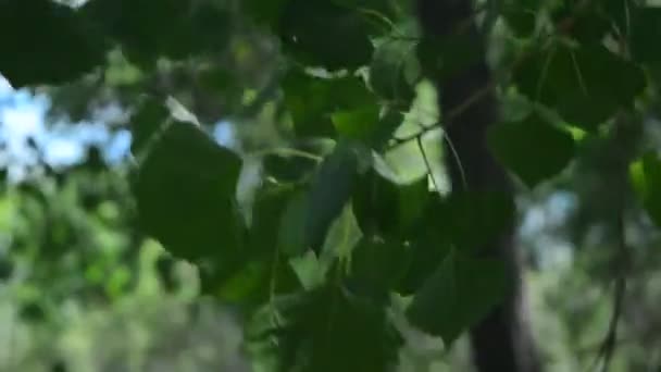 Зеленые Листья Цветущие Ветру — стоковое видео