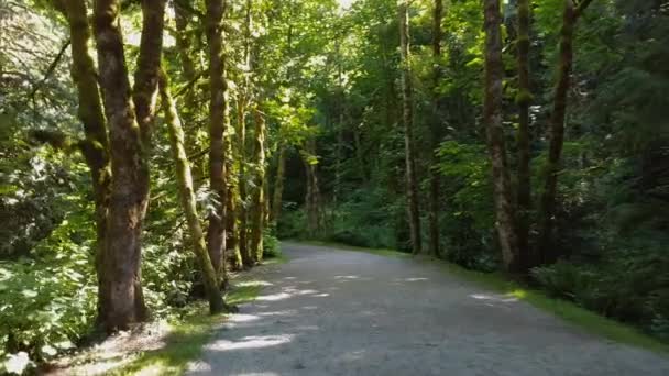 Krásná Pěší Stezka Svěžím Chráněném Lese Aby Těšil Přírody Milující — Stock video