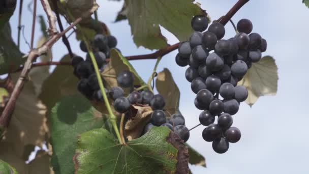 Winogrona Rosnące Regionie Winiarskim Niagara Beamsville Ontario Kanada — Wideo stockowe