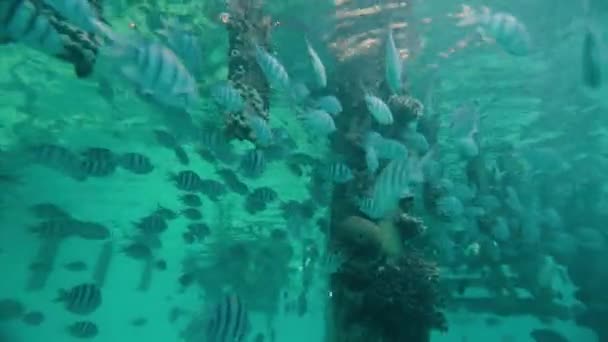 Agua Superior Gran Grupo Peces Nadan Mar Rojo — Vídeos de Stock