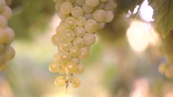 Виноград Саду Органических Овощей — стоковое видео