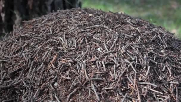 Çam Ağacının Altındaki Karınca Tepesi — Stok video