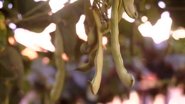 Frijoles Verdes Planos Anchos Huerto Ecológico — Vídeos de Stock