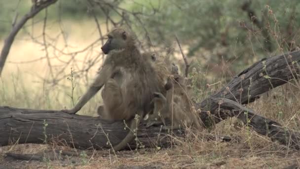 Baboon Family Lousing Socializing Tree Branch — Stock Video