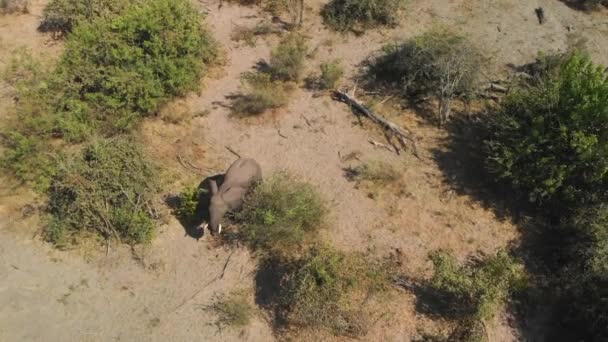 Aerial Overhead Shot Elephant Walking Bushes — Stock Video