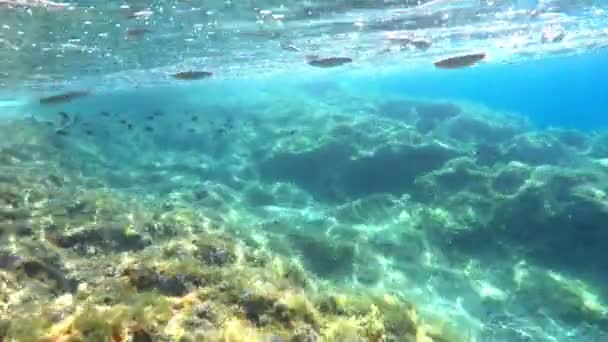 Duiken Prachtige Zee Onderwaterleven Kroatië — Stockvideo
