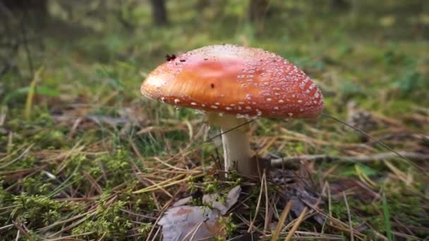 Fly Agaric — Stock Video