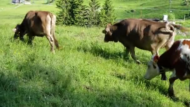 Cows Wearing Noisy Bells Continuously Ringing Busy Grazing Green Mountain — Stock Video