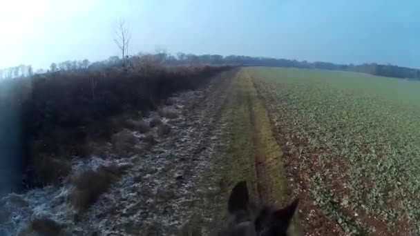 Fpv Paardrijden Een Koude Ochtend Engeland — Stockvideo