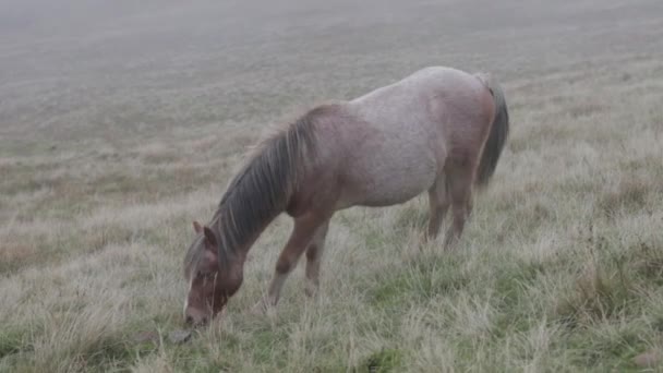 Passeggiate Del Pony Selvaggio Intorno Fari Brecon — Video Stock