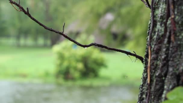 Ploaie Grea Picături Lac Ramură Copac Focalizare — Videoclip de stoc