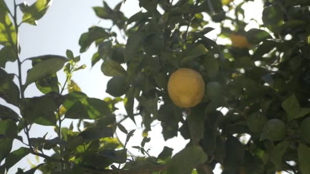 Alberi Limone Con Brillamento Della Lente Dettaglio Clip Girato — Video Stock