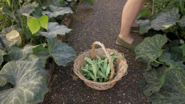 Brede Platte Groene Bonen Een Biologische Moestuin — Stockvideo