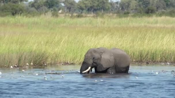 大象正踩踏着三条宽渡河边的百合花 — 图库视频影像