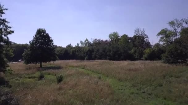 Drohnen Luftaufnahme Die Vorwärts Richtung Baumreihe Trent Park Fliegen Waldgebiet — Stockvideo