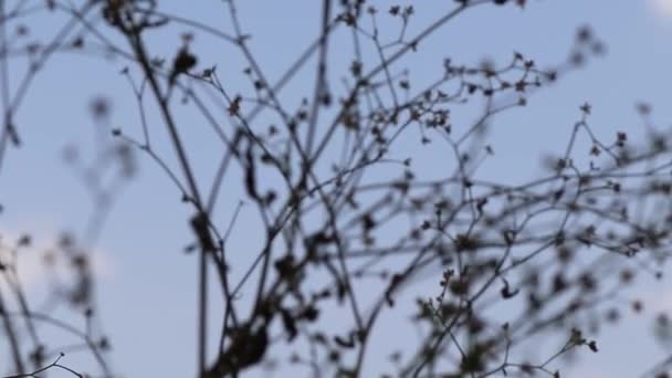 Ветви Неориентированного Дерева Фоне Неба — стоковое видео