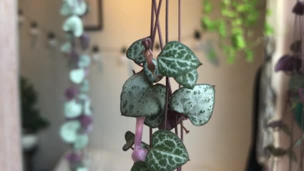 Close Hanging Plants — Stock Video