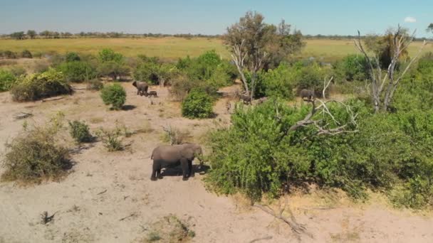 Tiro Aéreo Rebaño Elefantes Alimentándose Orillas Del Río Kwando — Vídeos de Stock