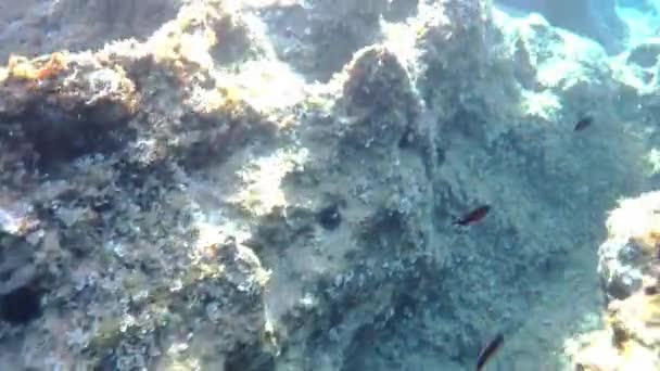 Tauchen Schönen Meer Unterwasserwelt Kroatien — Stockvideo