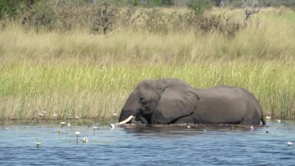 Grande Elefante Comendo Lírios Água Rio Kwando — Vídeo de Stock