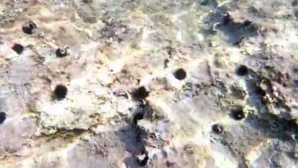 Potápění Krásném Moři Podvodní Život Chorvatsku — Stock video