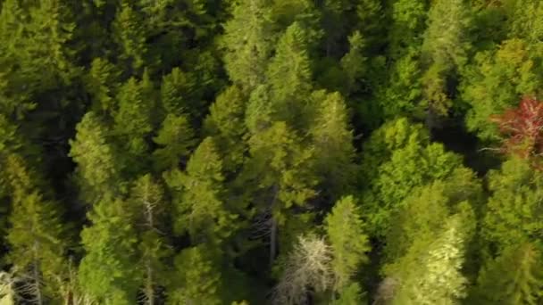 Imágenes Aéreas Tempranas Del Otoño Bosque Remoto Norte Maine Orbit — Vídeo de stock