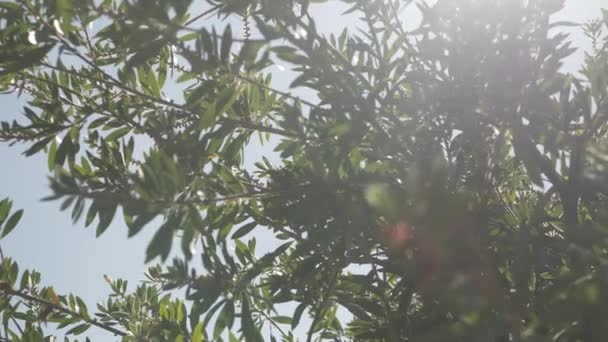 Güneşli Bir Yaz Gününde Mercekli Ağaç Yaprakları Parlıyor Klibi — Stok video