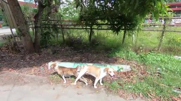 Estrela Cruzou Amantes Caninos Expressando Seu Afeto Pelo Outro Através — Vídeo de Stock