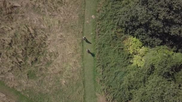 Drone Aerial Top View Guys Walking Path Woods Open Green — Stock Video