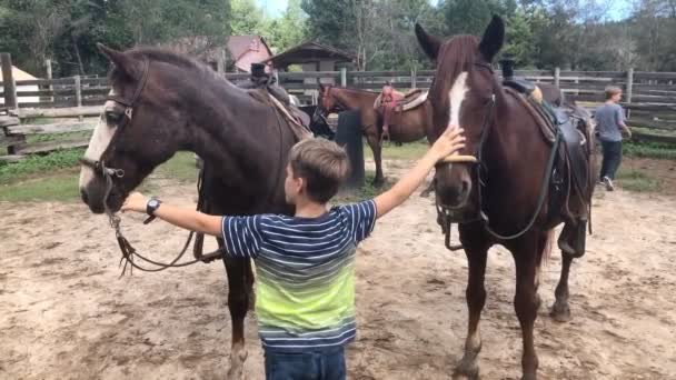 Menino Que Acaricia Cavalos Fazenda — Vídeo de Stock