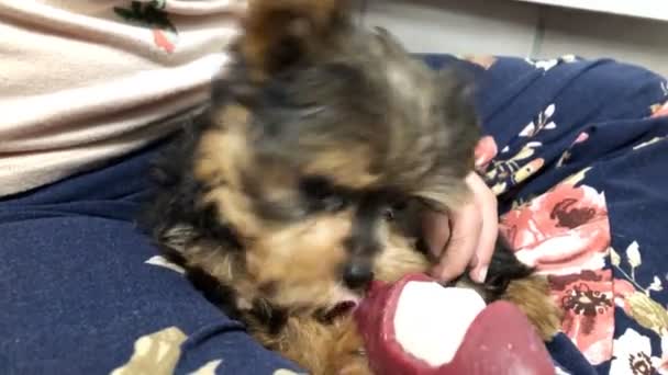 Niña Jugando Con Cachorro Bebé — Vídeo de stock