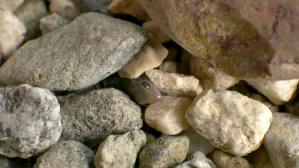 Primo Piano Una Piccola Lucertola Selvatica Che Striscia Fuori Dal — Video Stock